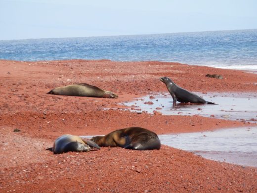 Seelöwen am roten Strand von Rábida