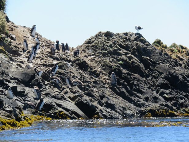 Die Felseninseln vor Puñihuil sind von Pinguinen bevölkert